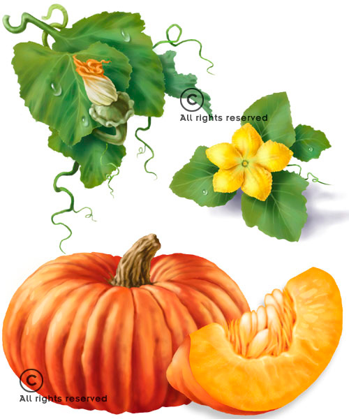 Squashblomster og græskar